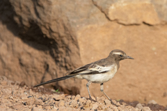 Motacilla maderaspatensis