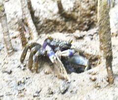 Metopograpsus frontalis