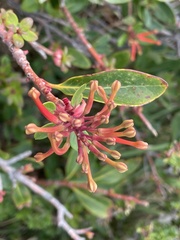 Embothrium coccineum
