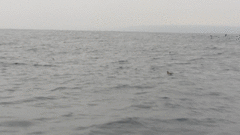 Oceanites oceanicus