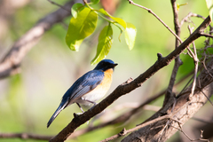 Cyornis tickelliae