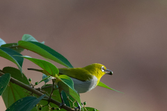 Zosterops palpebrosus