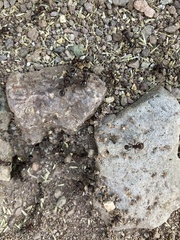 Pogonomyrmex barbatus