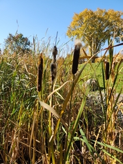 Typha
