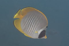 Chaetodon adiergastos