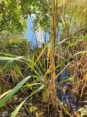 Typha