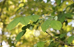 Staphylea pinnata