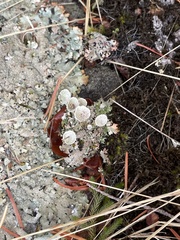 Cladonia pyxidata