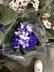 Streptocarpus ionanthus