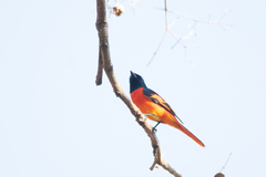 Pericrocotus speciosus