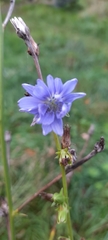 Cichorium