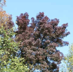 Fraxinus angustifolia