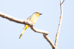 Pericrocotus speciosus