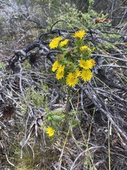 Oedera imbricata