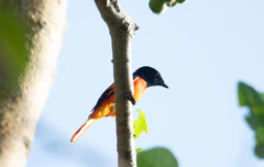 Pericrocotus speciosus
