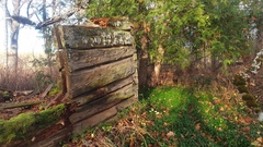 Chaenotheca phaeocephala