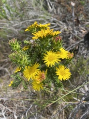 Oedera imbricata
