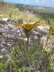 Gazania ciliaris