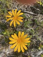Gazania ciliaris