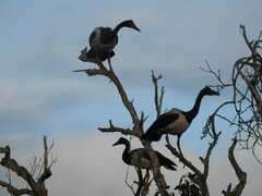 Anseranas semipalmata