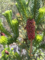 Erica sessiliflora
