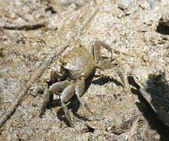 Metopograpsus thukuhar