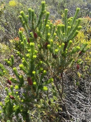 Erica sessiliflora