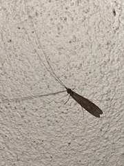 Triplectidinae