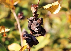 Eriosoma lanuginosum