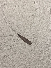 Triplectidinae