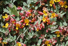 Acmispon decumbens decumbens