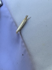 Agriphila tristella