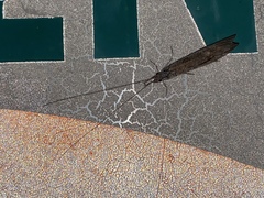 Triplectidinae