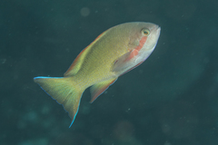 Pseudanthias huchtii