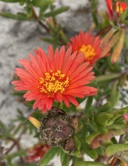 Lampranthus fergusoniae