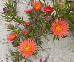 Lampranthus fergusoniae