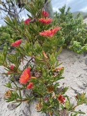 Lampranthus fergusoniae