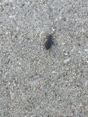 Harpalus pensylvanicus