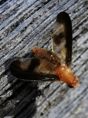 Toxonevra superba