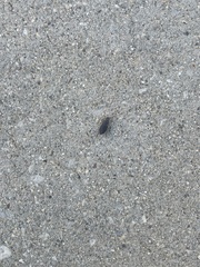 Harpalus pensylvanicus