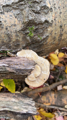 Trametes betulina