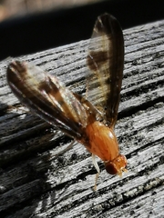 Toxonevra superba