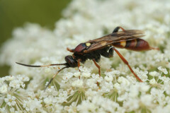 Ichneumon