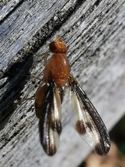 Toxonevra superba