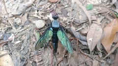 Microstylum oberthurii