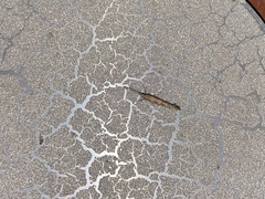 Plutella xylostella-australiana