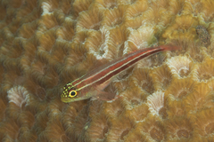 Helcogramma striata