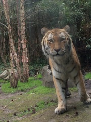 Panthera tigris altaica