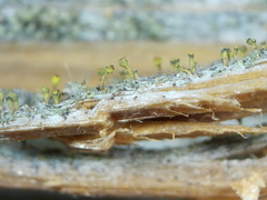 Chaenotheca phaeocephala