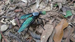 Microstylum oberthurii